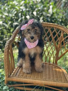 Mini Doodles French Britany /poodle mix