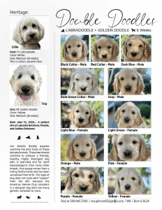 DOUBLE DOODLE PUPPIES LITTER OF 11