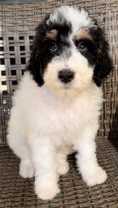 Australian Mountain Doodles for Adoption today!