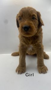 Adorable Double Doodle Puppies – Hypoallergenic & Family Raised | Read