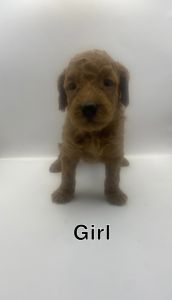 Adorable Double Doodle Puppies – Hypoallergenic & Family Raised | Read