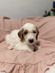 Lovely Double Doodle puppies