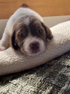 German shorthaired pointer / standard poodle