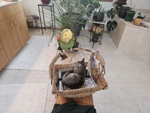 double yellow green amazon female