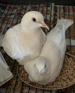 White Doves