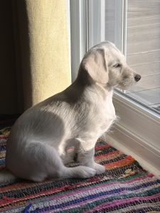 Precious cream colored Doxiepoo needs a new home.