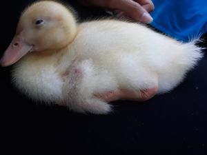 3 ducks for sale