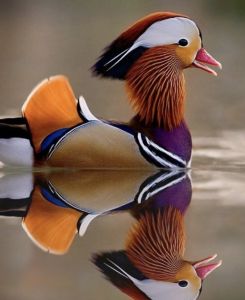 Manderan male Duck