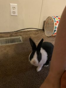 Rabbit for sell