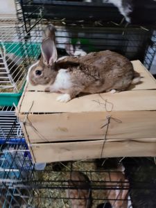 Dutch rabbit