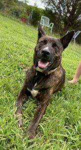 Dutch Shepherd for sale