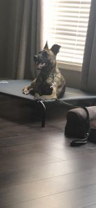 2 year old Dutch shepherd