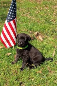 6 week old Dutch puppies