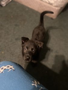 BOY Dutch German shepherd