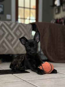 Dutch Herder / Shepherd