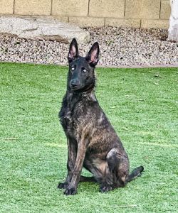 Working line Dutch shepherd