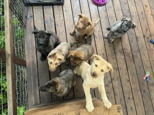 Dutch Shepherd Puppies