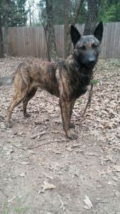 Dutch Shepherd & Belgian Malinois Puppies