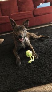 10 months old dutch shepherd mix