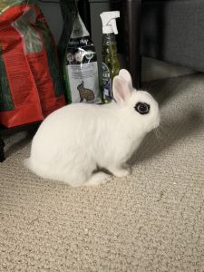 Bunny for sale