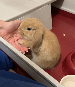Dwarf Lop For Sale