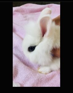 DWARF BUNNY RABBITS! Blue-Eyed White, Agouti, Otter, Chestnut, Spotted