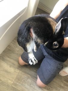 Pure bread dwarf bunny