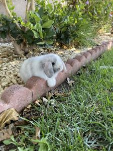 Baby bunnies. 1 month olds. Boy and girl
