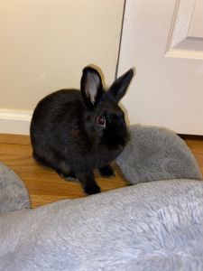 Bunny for sale