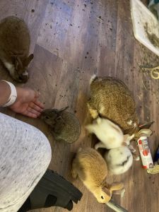 I need new homes for my rabbits