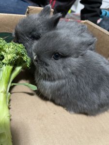 Dwarf baby bunnies
