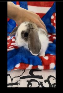 Baby Dwarf Bunny Rabbits
