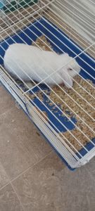 Giving Away Free Dwarf Rabbit