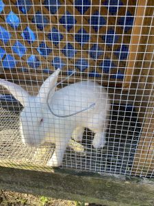 5 bunnies I’m selling 5 bunnies