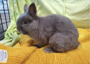 Dwarf bunny