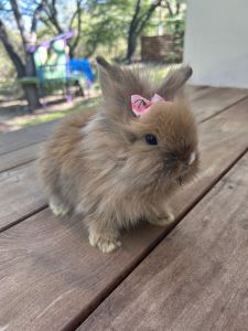 Dwarf Teddywidder Rabbits
