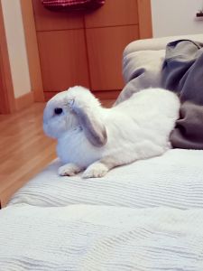 Lilo. Joven conejo belier enano blanco.