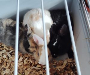 Camada conejos enanos