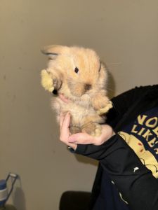 Dwarf Lop Bunnies