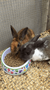 Female rabbits for sale!