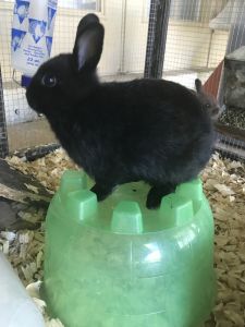 Cadbury Bunny! (Mini Rex Breed)