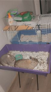 2 Male Bunnies for Sale