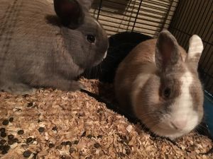 Dwarf Bunnies (Sisters)