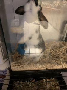 Selling rabbits