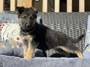 AKC GERMAN SHEPHERDS