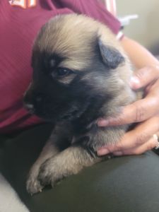 New German Shepard Pups