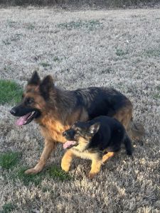 German shepherd female