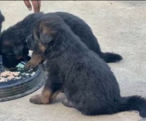 Good Qyality GSD Puppies