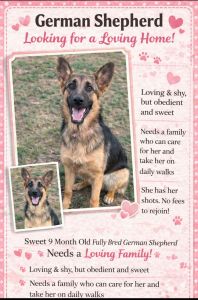 9 month Fully bred baby girl