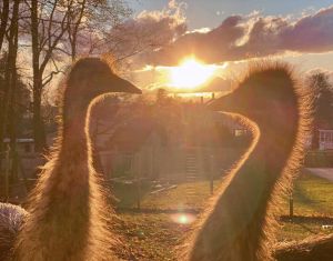 Dna sexed emu chicks available